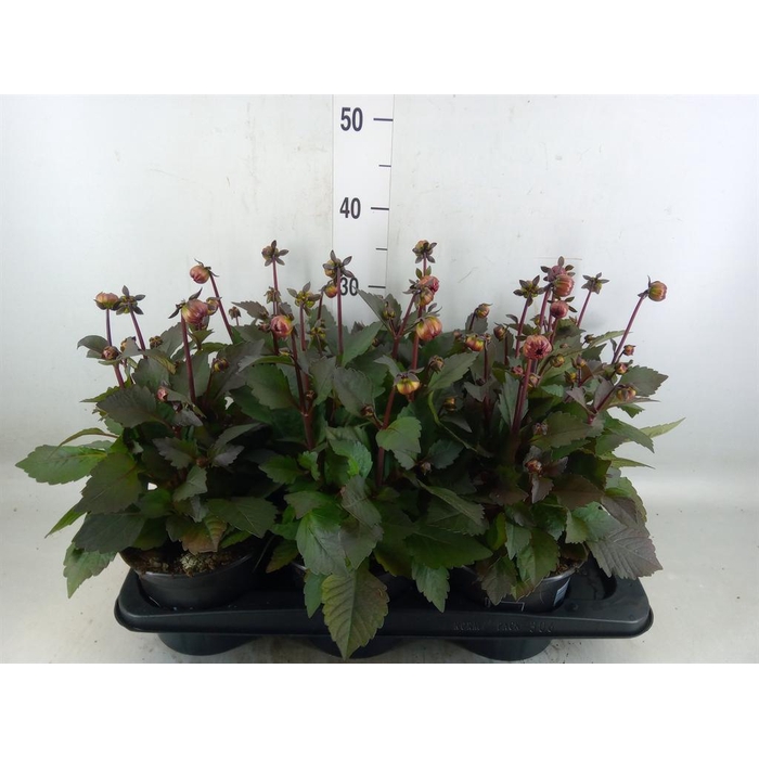 <h4>Dahlia  'Dahlinova Tempt Red'</h4>