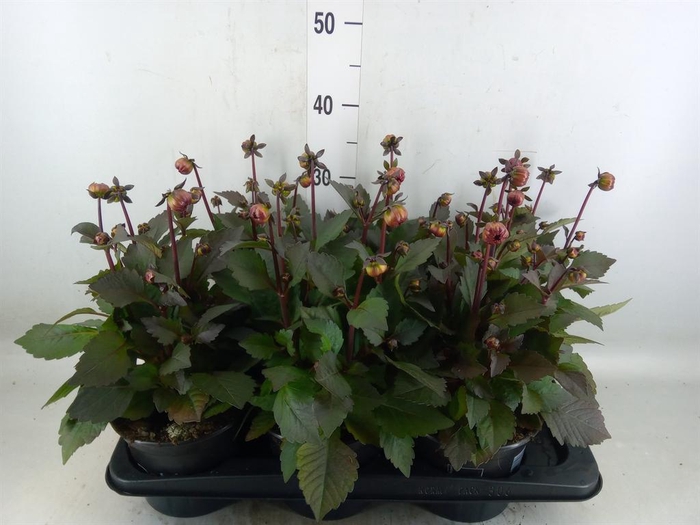 <h4>Dahlia  'Dahlinova Tempt Red'</h4>