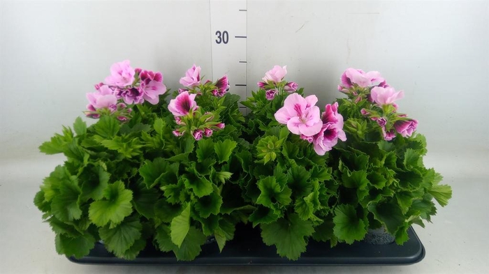 <h4>Pelargonium gran. ..</h4>