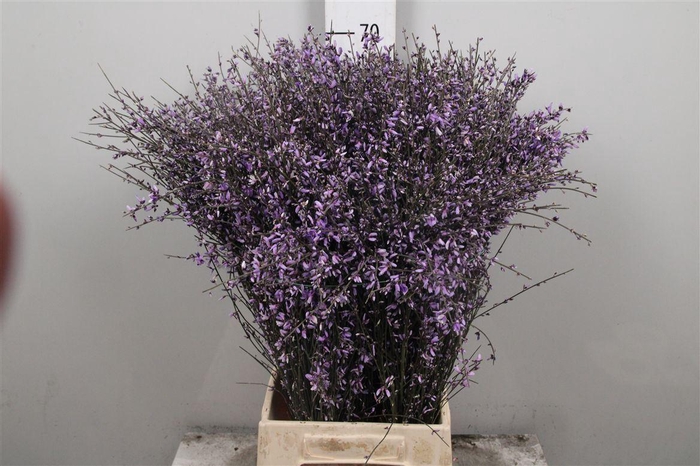 <h4>Genista Milka (400gr)</h4>