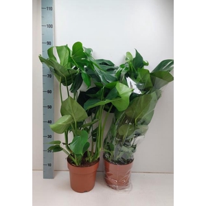 MONSTERA DELICIOSA