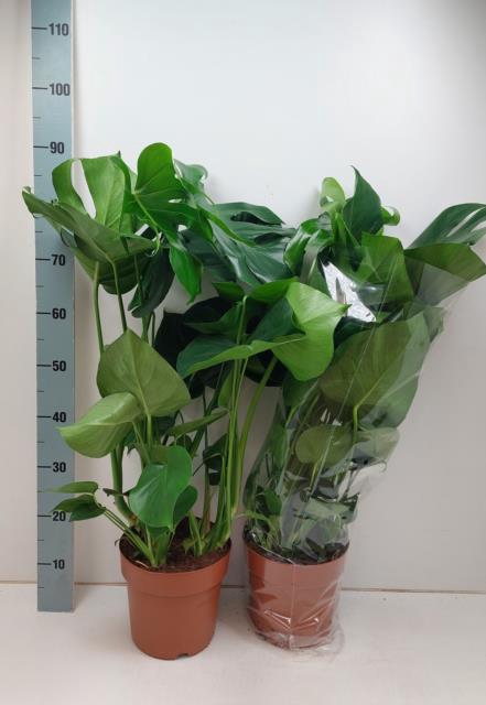 <h4>MONSTERA DELICIOSA</h4>