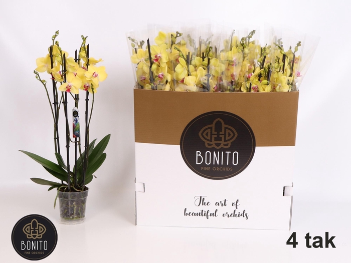 <h4>PHAL OV GEEL</h4>