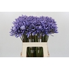 Agapanthus 'Lavender Surprise'