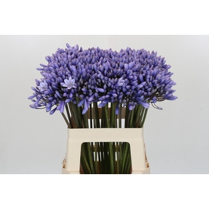 Agapanthus 'Lavender Surprise'