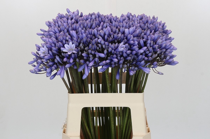 <h4>Agapanthus 'Lavender Surprise'</h4>