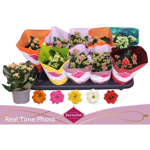 KAL GE PERF GEM 5 KL