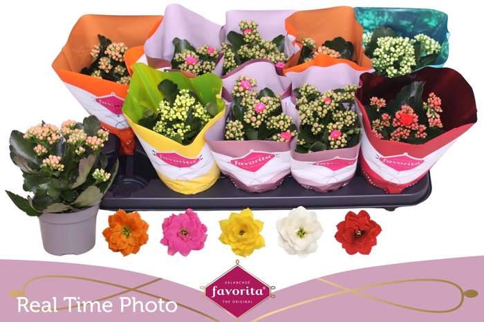 <h4>KAL GE PERF GEM 5 KL</h4>