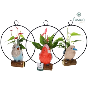 Keramiek vogels in de ring met Anthurium