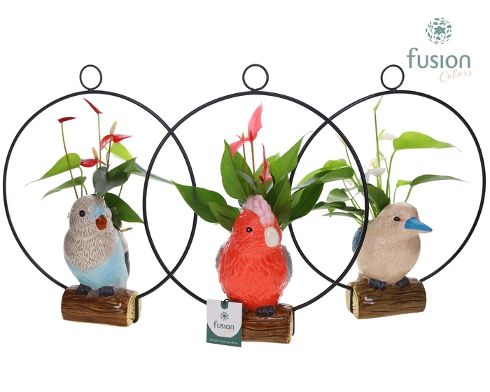 <h4>Keramiek vogels in de ring met Anthurium</h4>