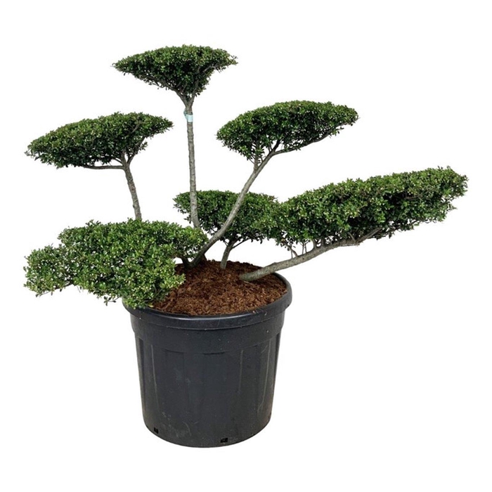 <h4>Ilex crenata 'Stokes'</h4>