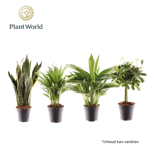 Kamerplant Mix Jamaica