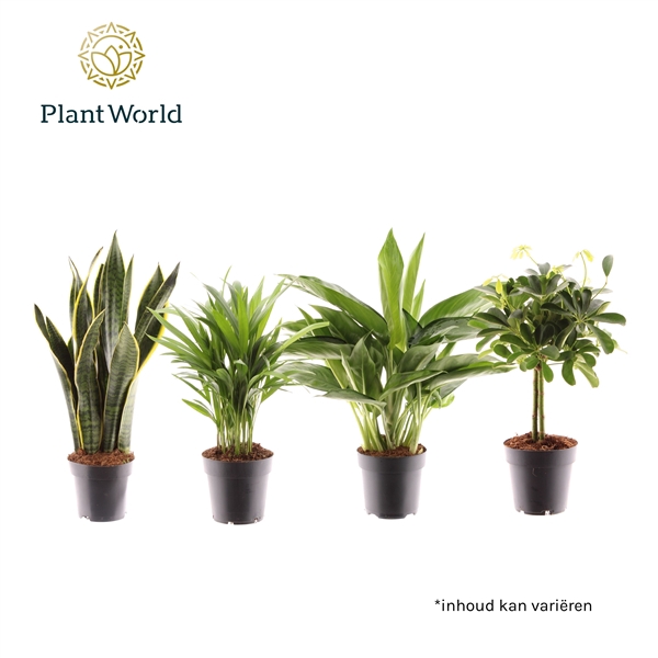 <h4>Kamerplant Mix Jamaica</h4>