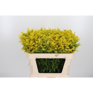 Solidago Overig