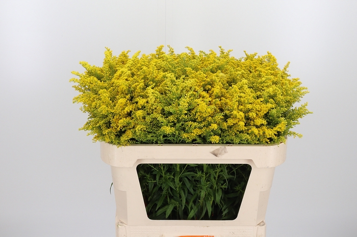 <h4>Solidago Overig</h4>