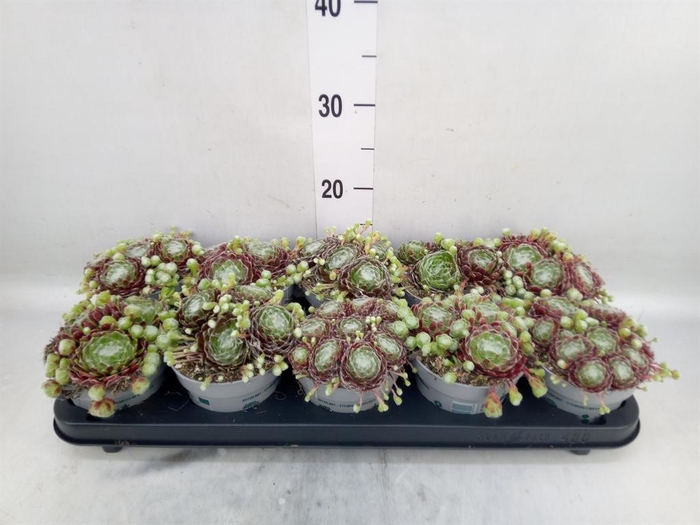 <h4>Sempervivum   ...</h4>