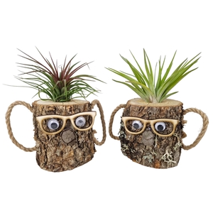 Tillandsia wood dude brown