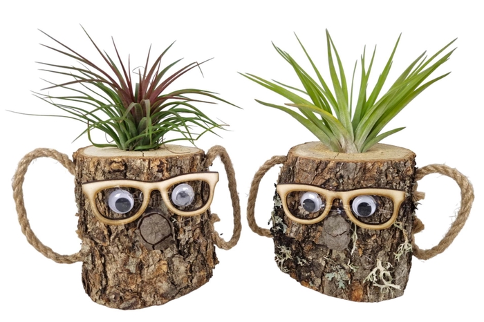<h4>Tillandsia wood dude brown</h4>