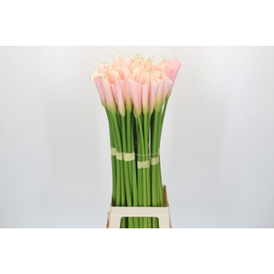 Zantedeschia Eydolls Salmon