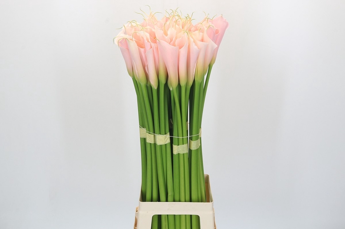 <h4>Zantedeschia Eydolls Salmon</h4>