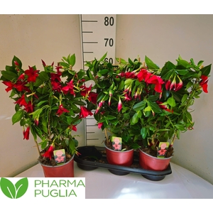 MANDE RIO GRANDE RED