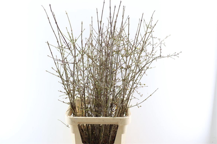 <h4>Cornus Mas 120cm</h4>