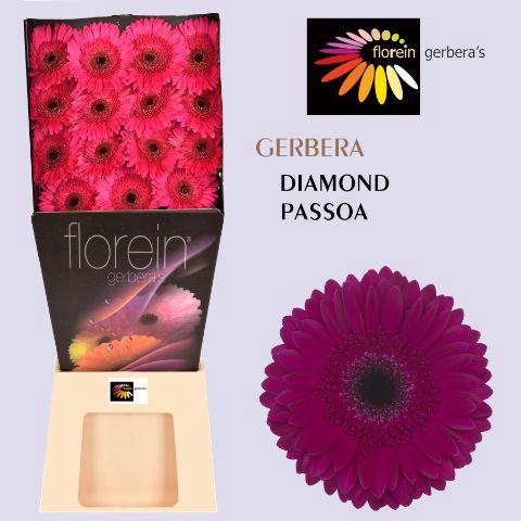 <h4>Gerbera Passoa Diamond</h4>