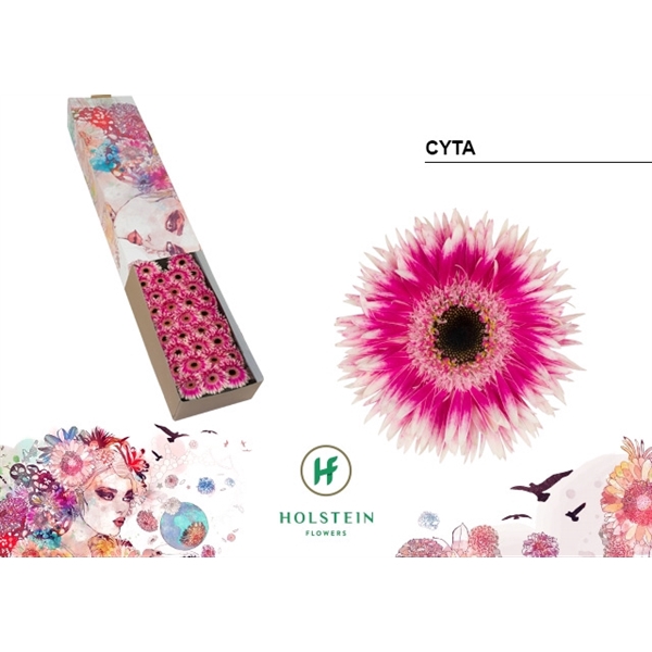 <h4>Ge Mi Spider Cyta Box Holstein</h4>