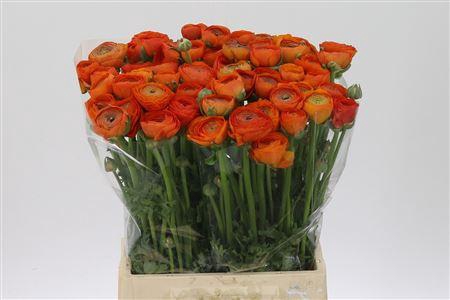 <h4>Ran Giga Orange</h4>