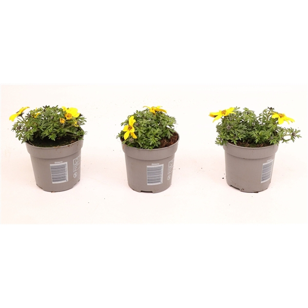 <h4>Bidens Yellow Charm</h4>