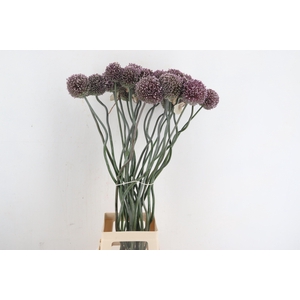 ALLIUM SPAGHETTI