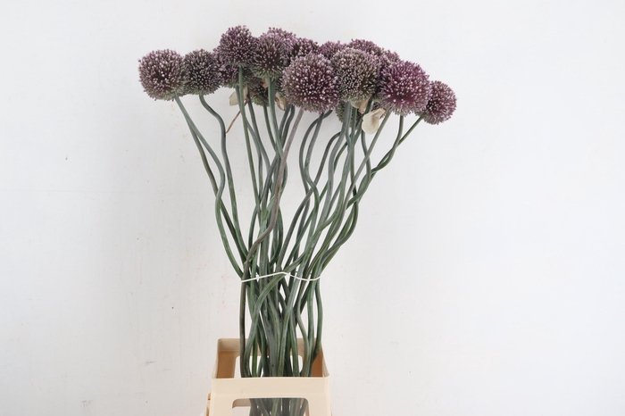 <h4>ALLIUM SPAGHETTI</h4>