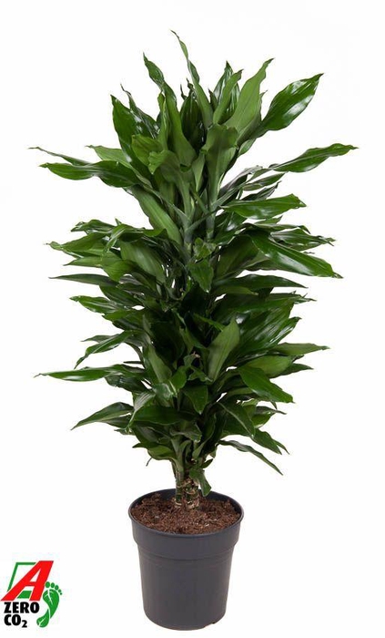 <h4>Dracaena Janet Lind vertakt P24</h4>