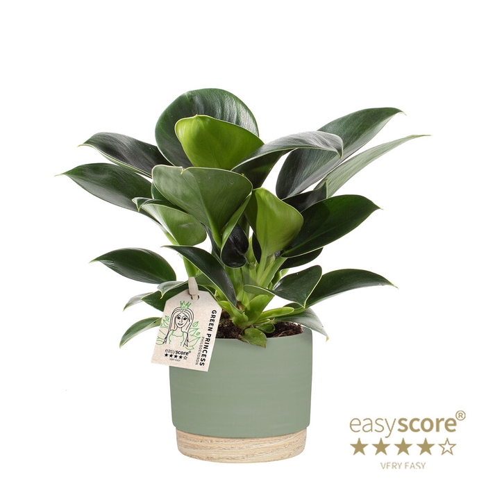PHILODENDRON ERUBESCENS P10 WB GREEN