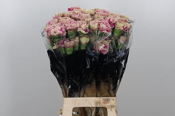 <h4>Di St Antiqua</h4>