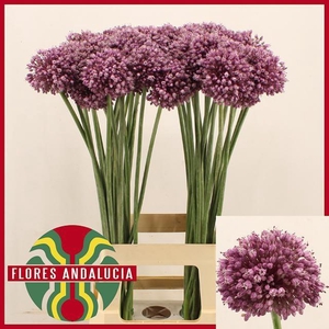 ALLIUM JASMINE