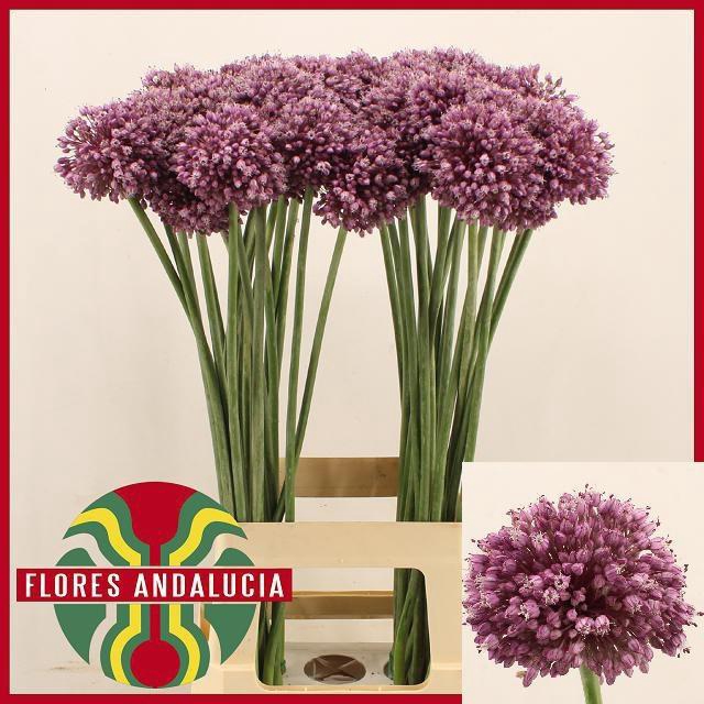 <h4>ALLIUM JASMINE</h4>
