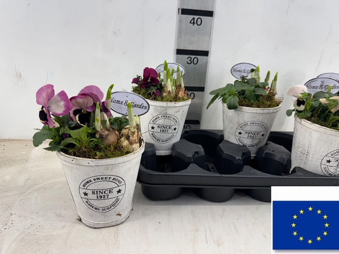 Arr Tuinplanten In Houten Decopotje