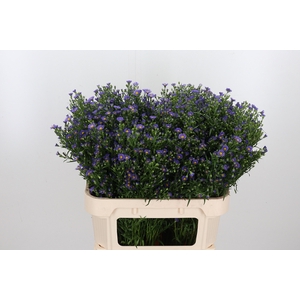 Aster Casamare