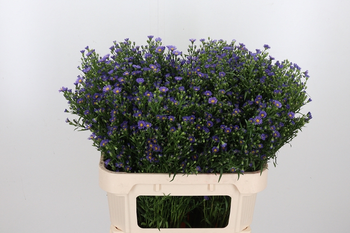 <h4>Aster Casamare</h4>