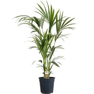 HOWEA FORSTERIANA