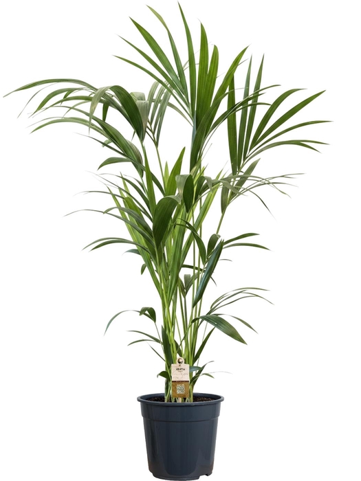 <h4>HOWEA FORSTERIANA</h4>