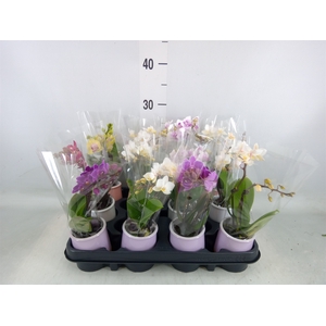 Phalaenopsis   ...mini