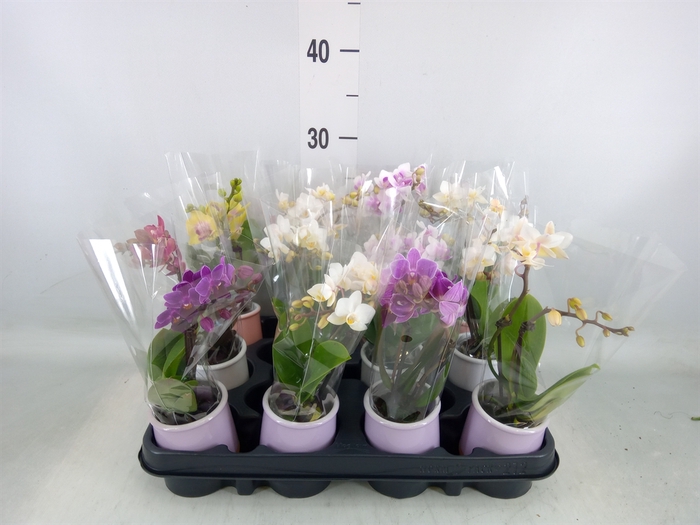 <h4>Phalaenopsis   ...mini</h4>