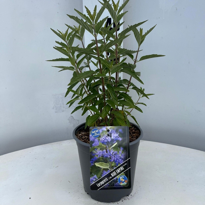 <h4>Caryopteris cland. Blue Empire ('Elst33'PBR)</h4>