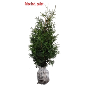 Thuja occ. Brabant, plantmaat 100-120 cm - Rondgestoken - KLUIT