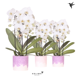 Kolibri Orchids Phalaenopsis Cascade Niagara Fall white 3 spike in Bloom pot lila mix