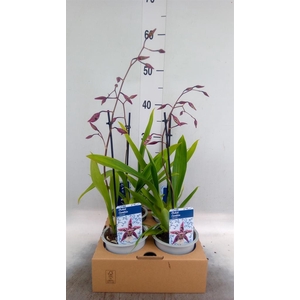 Orchideeen ...