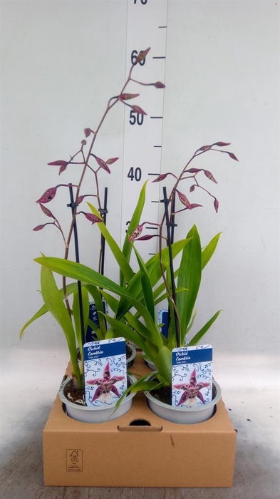 <h4>Orchideeen   ...</h4>