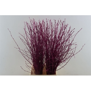 Berk 70cm Cerise Pbs
